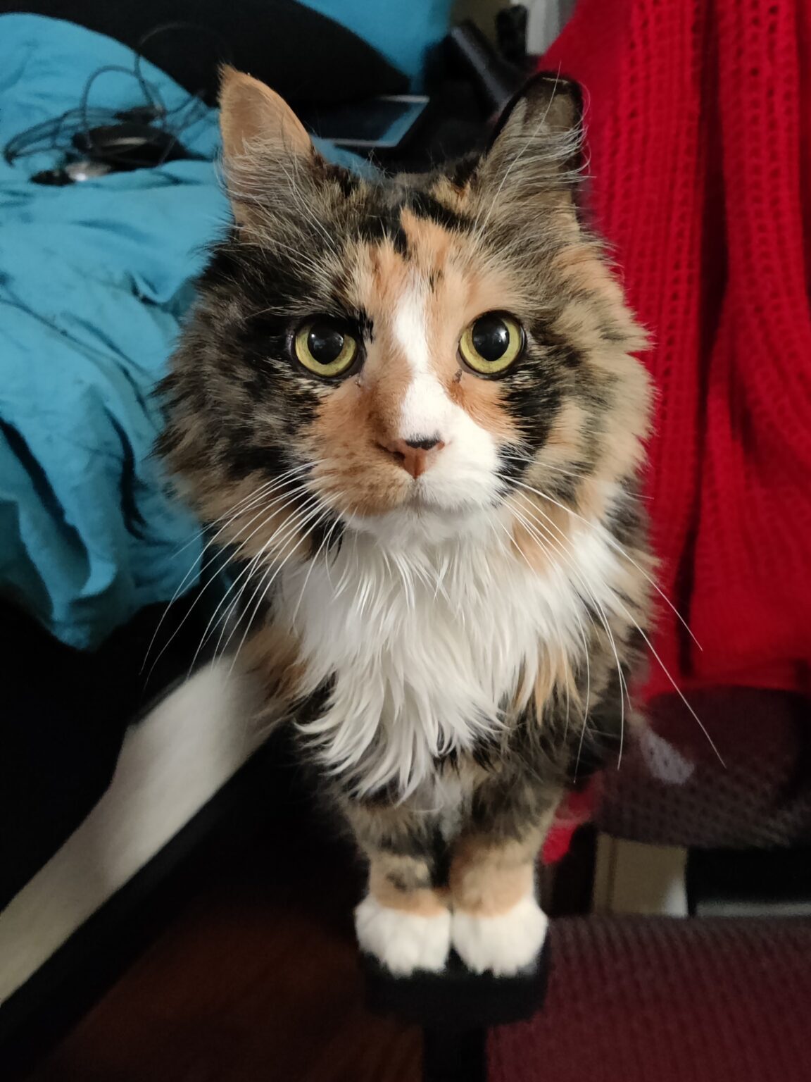 Callie the cat - the subject of my latest blog post "Preparing for a Loss"